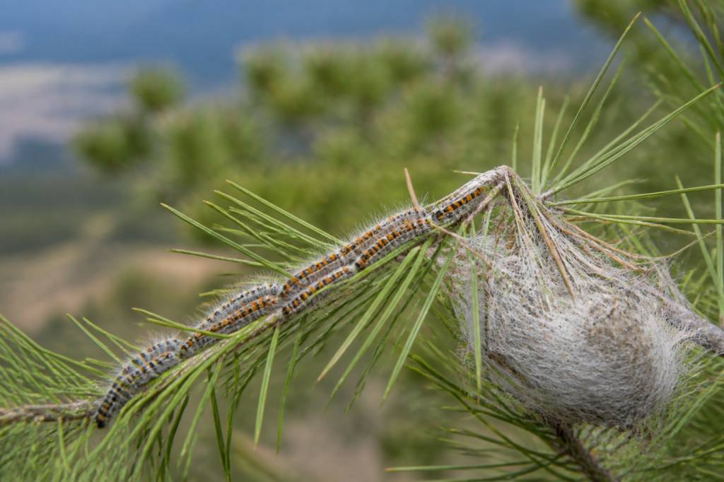 Tout savoir sur la chenille processionnaire dans le Rhône